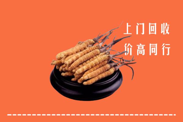 附近收购：波密冬虫夏草回收多少钱每克