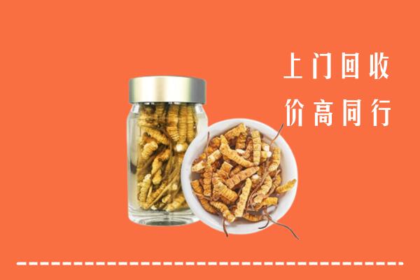 波密回收冬虫夏草